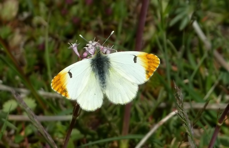 Anthocharis euphenoides... ritrattino